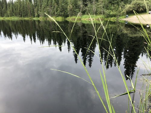 Northern manna grass (Glyceria borealis)