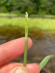 Northern manna grass (Glyceria borealis)