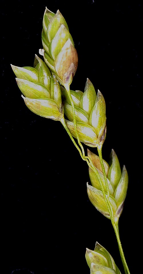 Rattlesnake manna grass: Nom français : glycérie du Canada. Nom anglais : Canada mannagrass. Portion d'inflorescence (épillets) de glycérie du Canada.