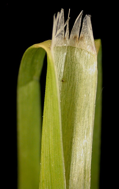 Rattlesnake manna grass: Nom français : glycérie du Canada. Nom anglais : Canada mannagrass. Gaine foliaire, ligule et base du limbe de glycérie du Canada.