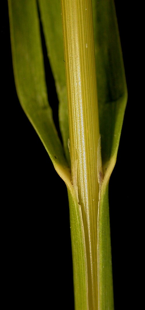 Rattlesnake manna grass: Nom français : glycérie du Canada. Nom anglais : Canada mannagrass. Tige, gaine foliaire, ligule et base du limbe de glycérie du Canada.