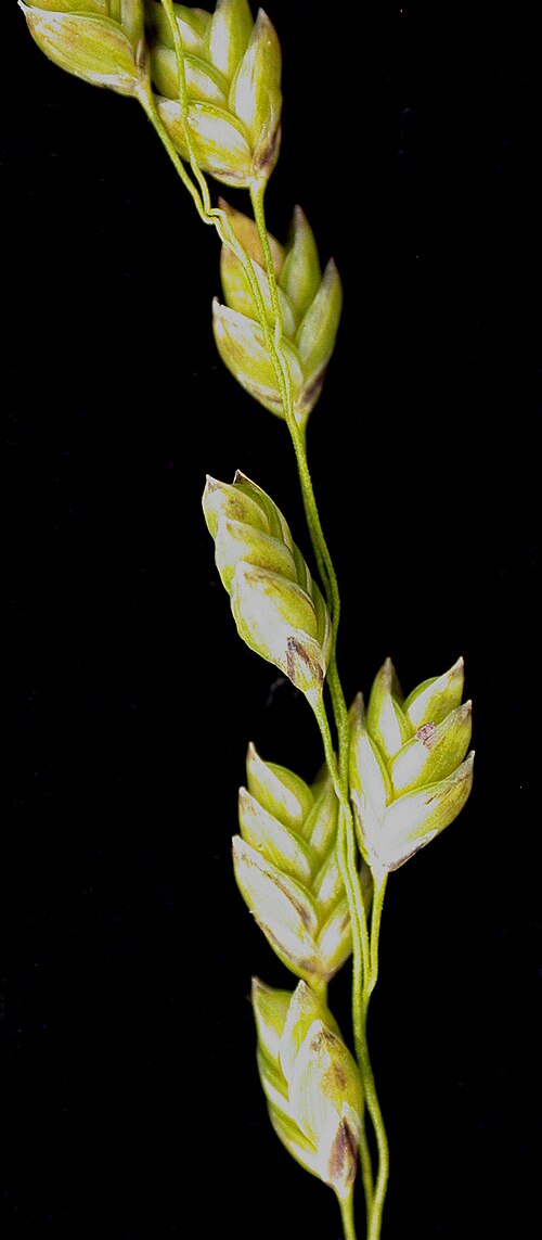 Rattlesnake manna grass: Nom français : glycérie du Canada. Nom anglais : Canada mannagrass. Portion d'inflorescence (épillets) de glycérie du Canada.