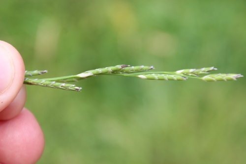 Waxy mannagrass (Glyceria declinata)