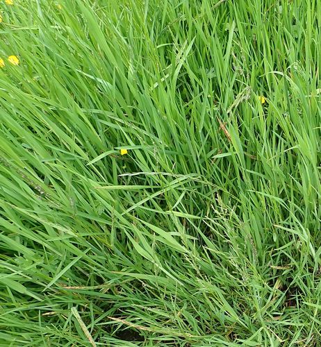 Waxy mannagrass (Glyceria declinata)