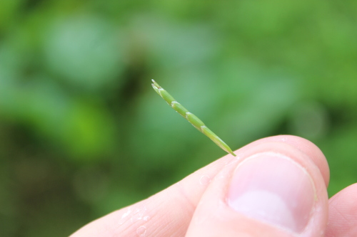 Waxy mannagrass (Glyceria declinata)