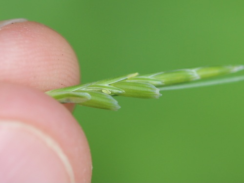 Waxy mannagrass (Glyceria declinata)