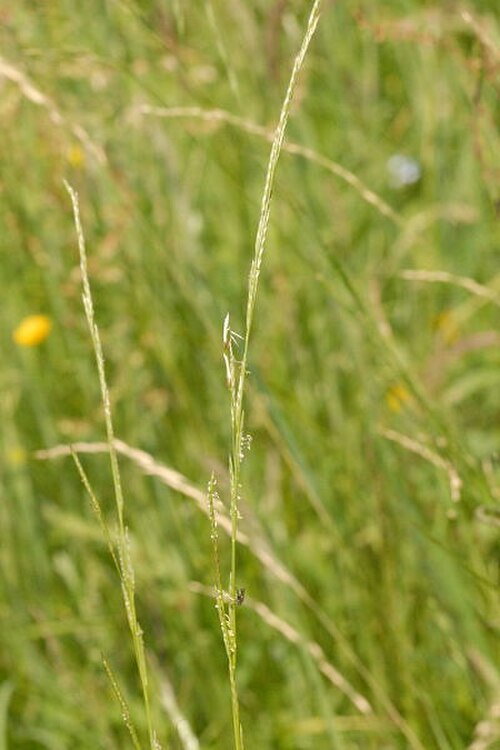 Waxy mannagrass: Glyceria declinata from Commanster, Belgian High Ardennes .