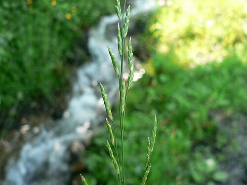 Waxy mannagrass: Glyceria declinata