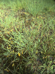 Waxy mannagrass (Glyceria declinata)