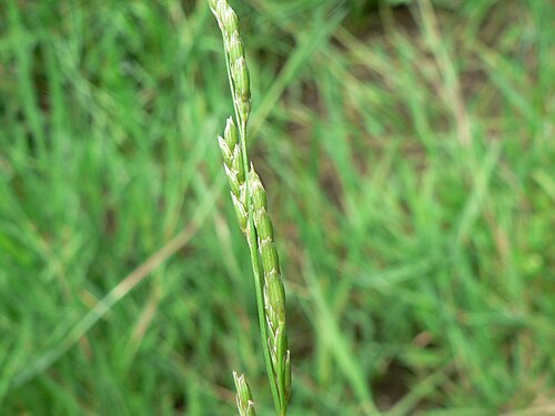 Waxy mannagrass: Glyceria declinata