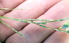 Waxy mannagrass (Glyceria declinata)