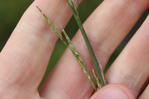 Waxy mannagrass (Glyceria declinata)