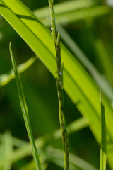 Water mannagrass (Glyceria fluitans)