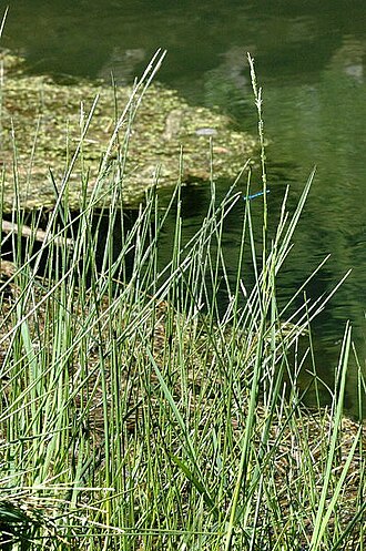 Water mannagrass: Picture taken in Commanster, Belgian High Ardennes . Species: Glyceria fluitans