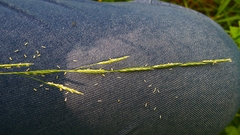 Water mannagrass (Glyceria fluitans)