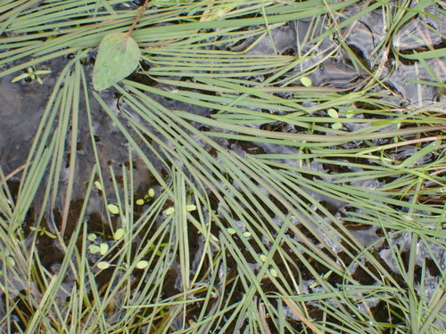 Water mannagrass (Glyceria fluitans)