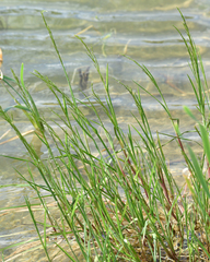 Water mannagrass (Glyceria fluitans)