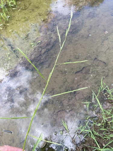 Water mannagrass (Glyceria fluitans)