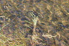 Water mannagrass (Glyceria fluitans)