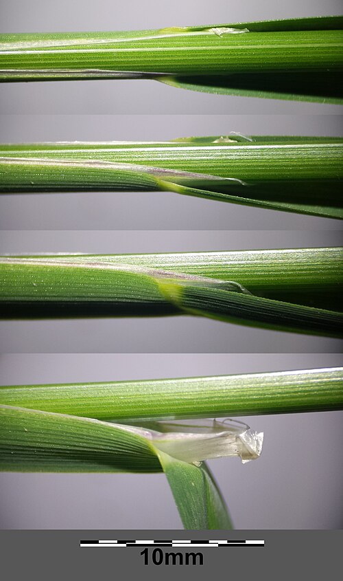 Water mannagrass: Stem with leaf sheath and ligule Taxonym: Glyceria fluitans ss Fischer et al. EfÖLS 2008 ISBN 978-3-85474-187-9 Location: next to pond near Goldenes Bründl, Roh