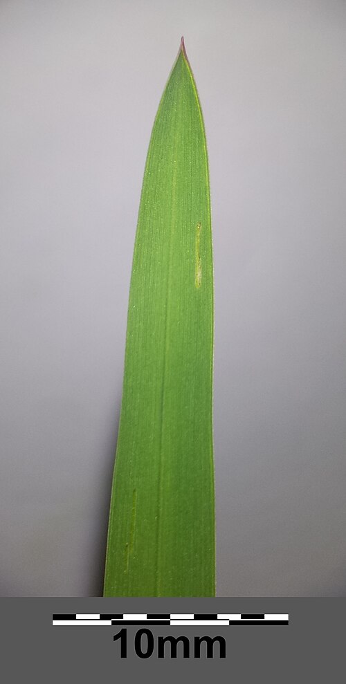 Water mannagrass: Apex of leaf Taxonym: Glyceria fluitans ss Fischer et al. EfÖLS 2008 ISBN 978-3-85474-187-9 Location: next to pond near Goldenes Bründl, Rohrwald, district Korn