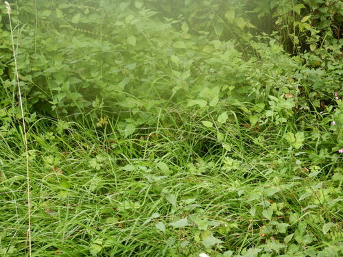 Water mannagrass (Glyceria fluitans)