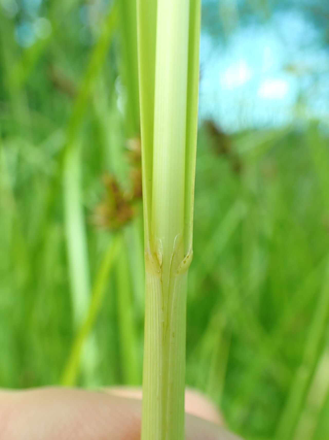American mannagrass: American mannagrass growing in the Indreland Audubon Wetland Preserve, Bozeman, Gallatin County, Montana. This site lies adjacent to but distinctly separated fr