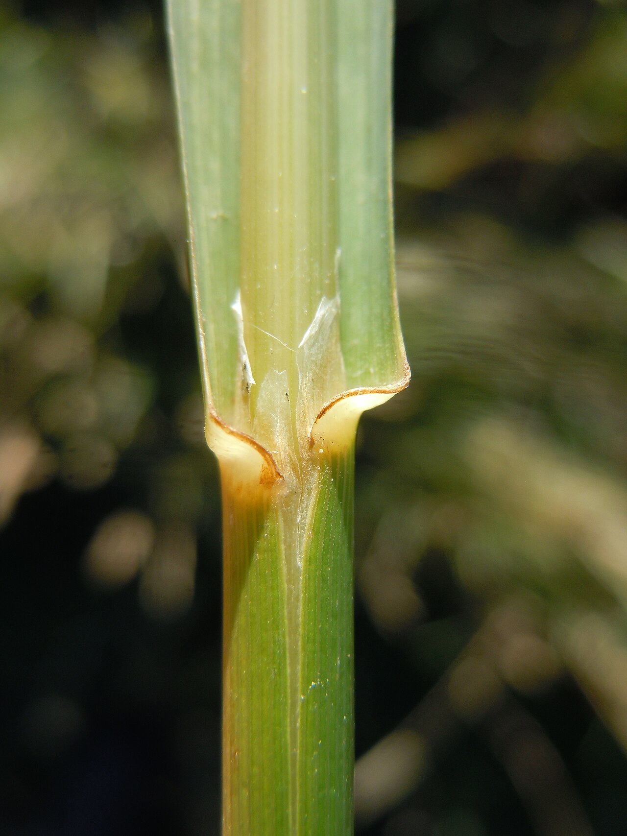 American mannagrass: The ligule in Glyceria often fuses into a solid cylinder around the stem just like the adjacent leaf sheath.