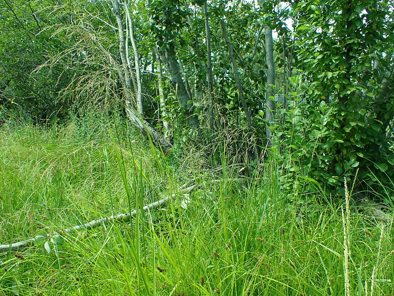 American mannagrass: American mannagrass growing in the Indreland Audubon Wetland Preserve, Bozeman, Gallatin County, Montana. This site lies adjacent to but distinctly separated fr
