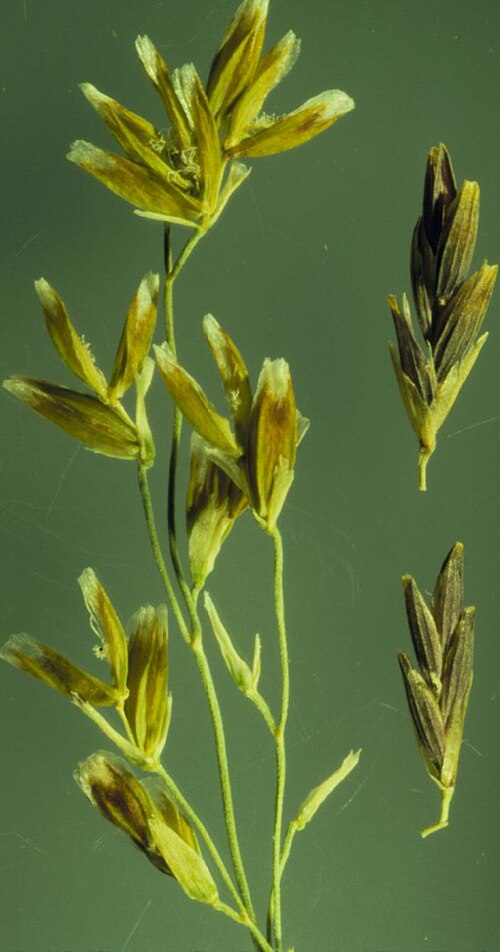 American mannagrass: Spikelets typically well over 4 mm long and florest usually about 2 mm long distinguish Glyceria grandis (right hand specimens) from other Glyceria species. The