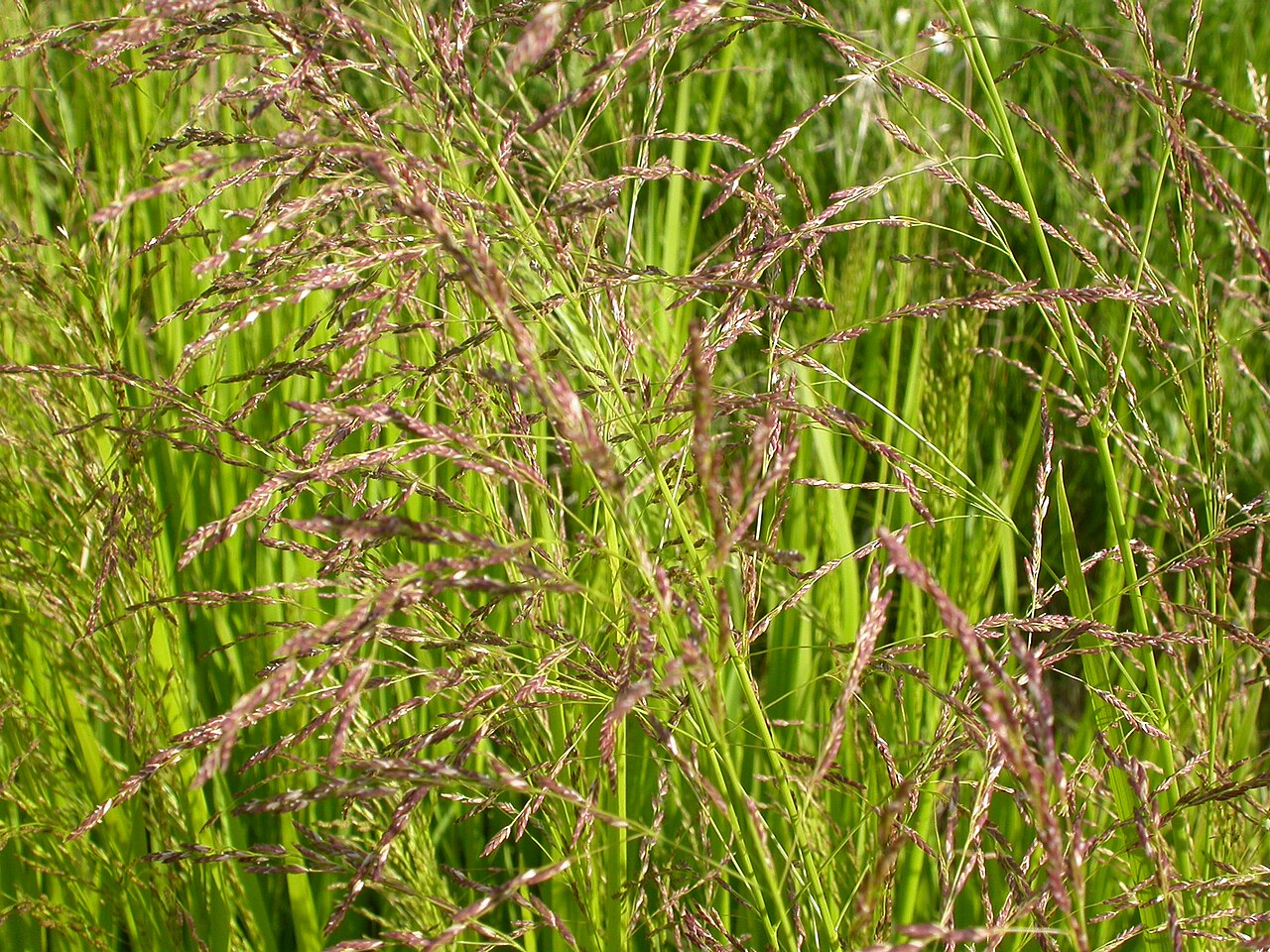 American mannagrass: The diffuse panicles of purplish spikelets combined with bright green leafy foliage in a wetland setting renders Glyceria grandis very distinctive.