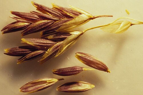 American mannagrass: Spikelets typically well over 4 mm long and florest usually about 2 mm long distinguish Glyceria grandis from other Glyceria species. The blunt tips and promine