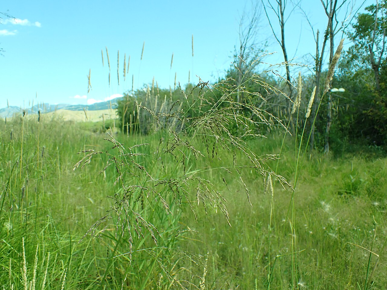 American mannagrass: American mannagrass growing in the Indreland Audubon Wetland Preserve, Bozeman, Gallatin County, Montana. This site lies adjacent to but distinctly separated fr