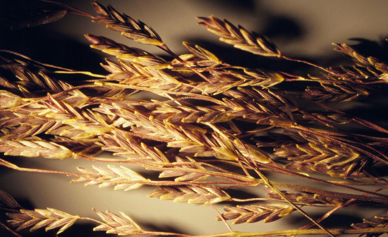 American mannagrass: Spikelets typically well over 4 mm long and florest usually about 2 mm long distinguish Glyceria grandis from other Glyceria species. The blunt tips and promine