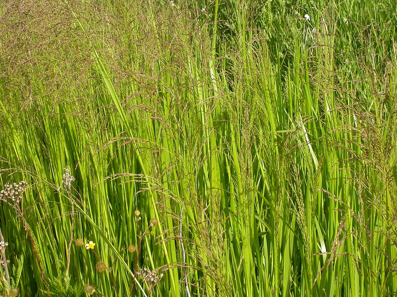 American mannagrass: Glyceria grandis can aggressively colonize roadside ditches and irrigation canals possibly even competing with Phalaris arundinacea with which it often co-exist