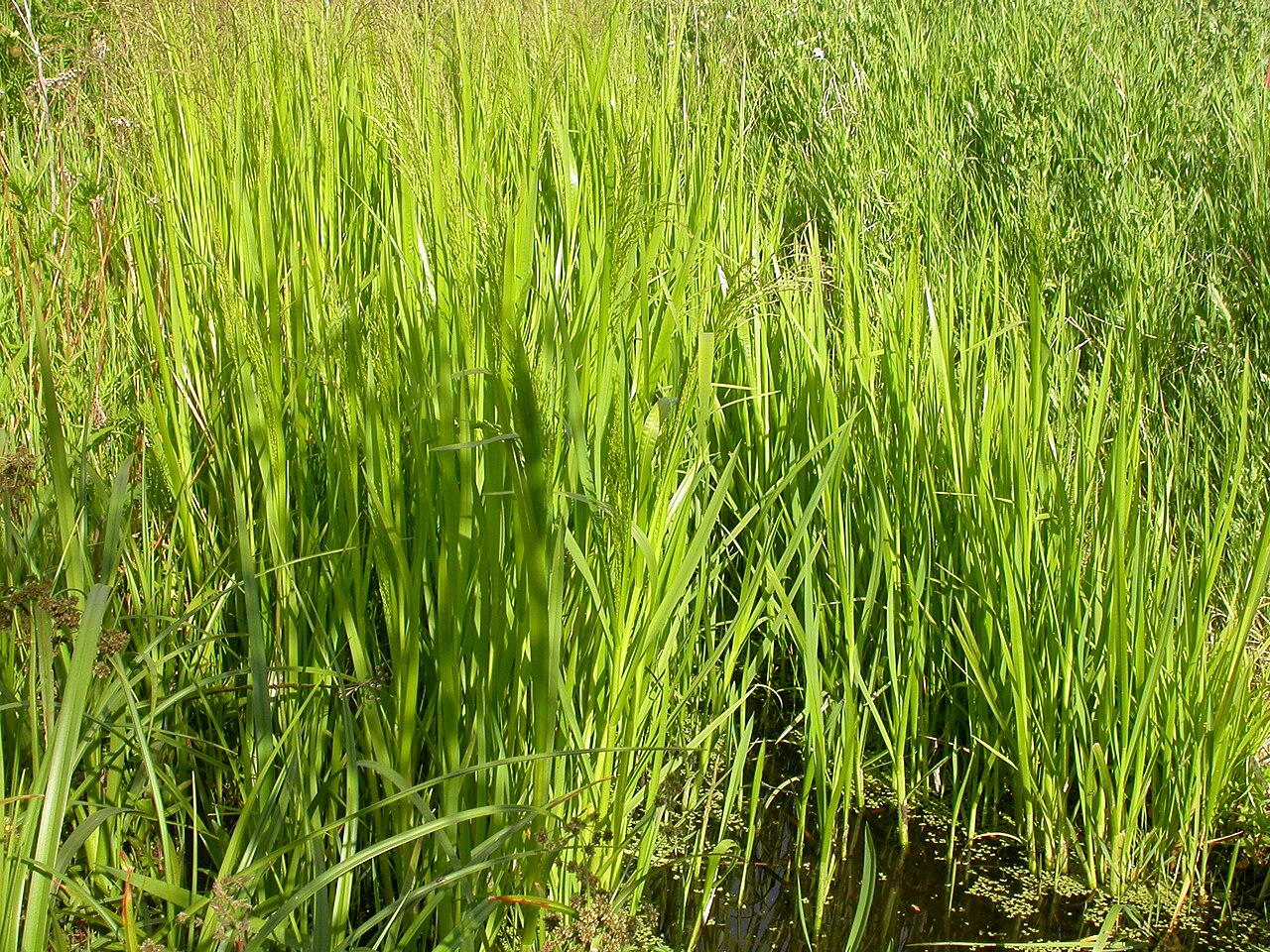 American mannagrass: Glyceria grandis can aggressively colonize roadside ditches and irrigation canals possibly even competing with Phalaris arundinacea with which it often co-exist