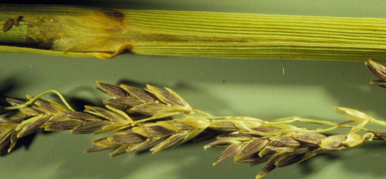 American mannagrass: The blunt tips and prominent nerves of the lemma, and the closed (fused) leaf sheath and ligule, are characteristic of Glyceria, Melica, and Catabrosa.