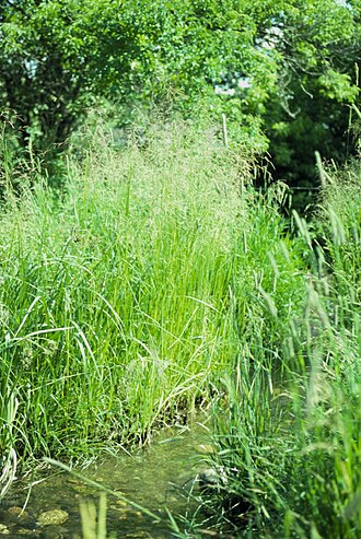 American mannagrass: This photograph was taken of the irrigation ditch at the base of Peets Hill during July 1991 where Glyceria grandis, Alopecurus pratensis, and Scirpus microcarp