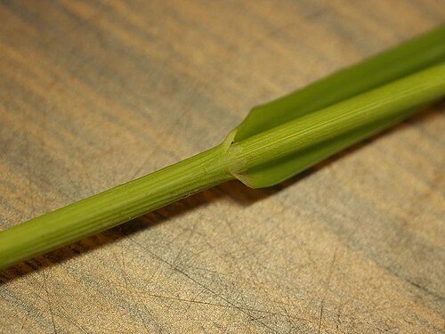 Glyceria ischyroneura: Glyceria ischyroneura：ドジョウツナギ