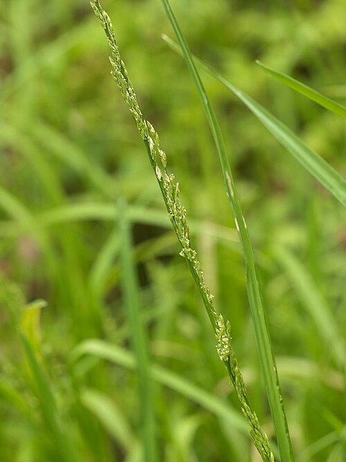 Glyceria ischyroneura: Glyceria ischyroneura：ドジョウツナギ