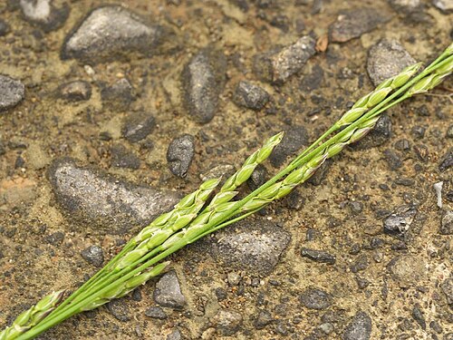 Glyceria ischyroneura: Glyceria ischyroneura：ドジョウツナギ