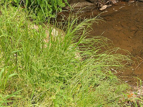 Glyceria ischyroneura: Glyceria ischyroneura：ドジョウツナギ