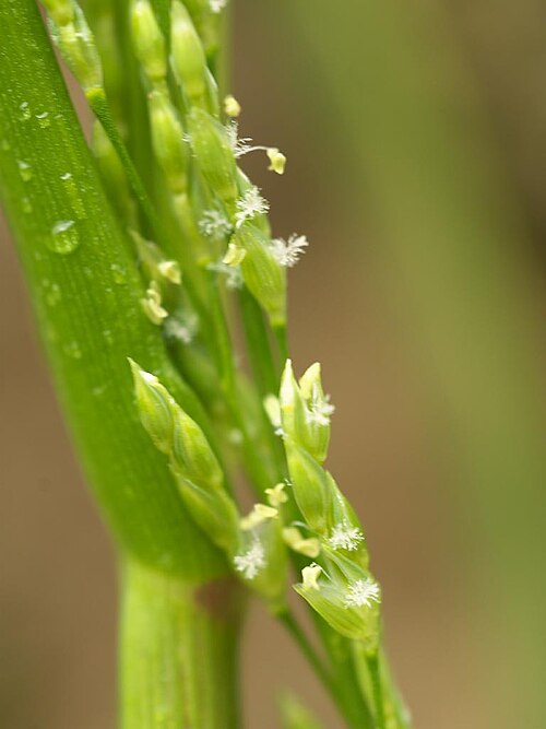 Glyceria ischyroneura: Glyceria ischyroneura：ドジョウツナギ