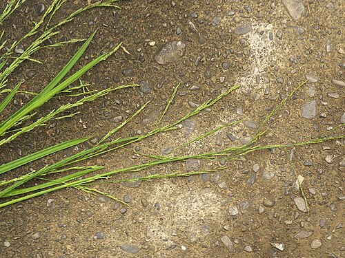 Glyceria ischyroneura: Glyceria ischyroneura：ドジョウツナギ