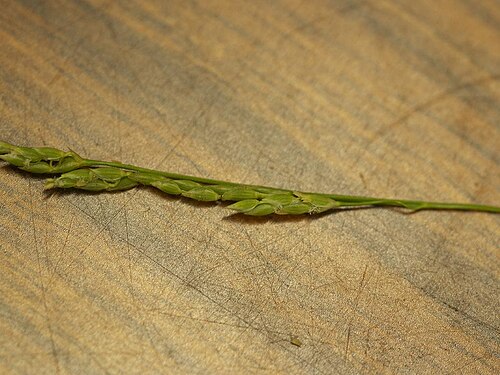 Glyceria ischyroneura: Glyceria ischyroneura：ドジョウツナギ