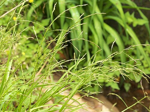 Glyceria ischyroneura: Glyceria ischyroneura：ドジョウツナギ