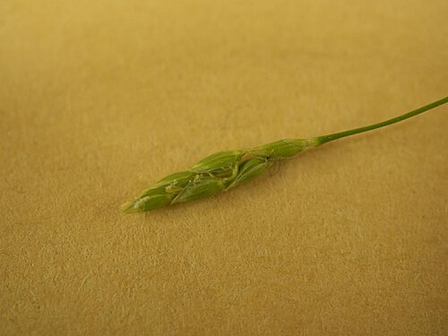 Glyceria ischyroneura: Glyceria ischyroneura：ドジョウツナギ