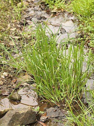 Glyceria ischyroneura: Glyceria ischyroneura：ドジョウツナギ