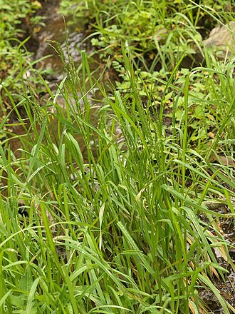 Glyceria ischyroneura: Glyceria ischyroneura：ドジョウツナギ