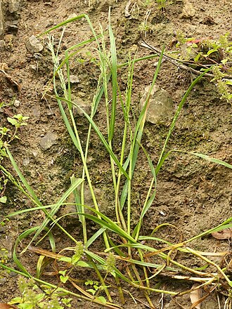Glyceria ischyroneura: Glyceria ischyroneura：ドジョウツナギ